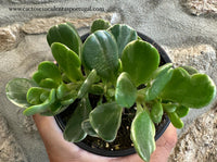 Senecio jacobsenii "Trança de cigana" Variegata