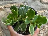 Senecio jacobsenii "Trança de cigana" Variegata