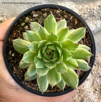 Sempervivum "Apple teaser"