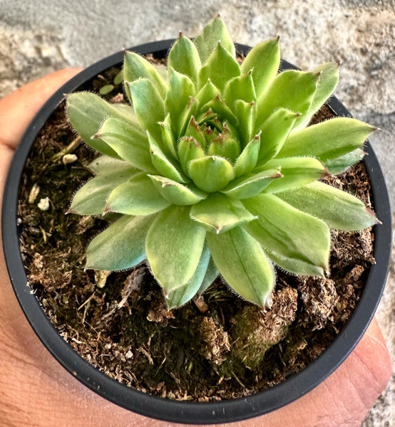 Sempervivum "Apple teaser"