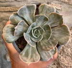 Echeveria Lilacina Marble