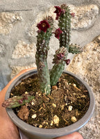 Echidnopsis Ciliata