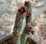 Echidnopsis Ciliata