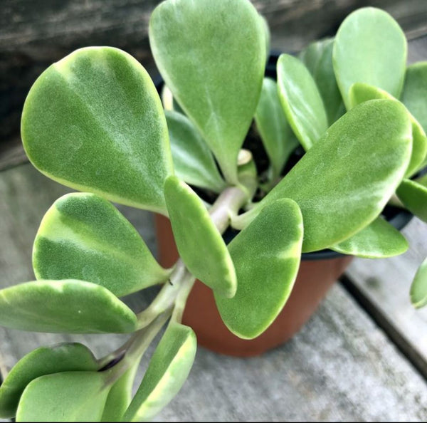 Senecio jacobsenii "Trança de cigana" Variegata