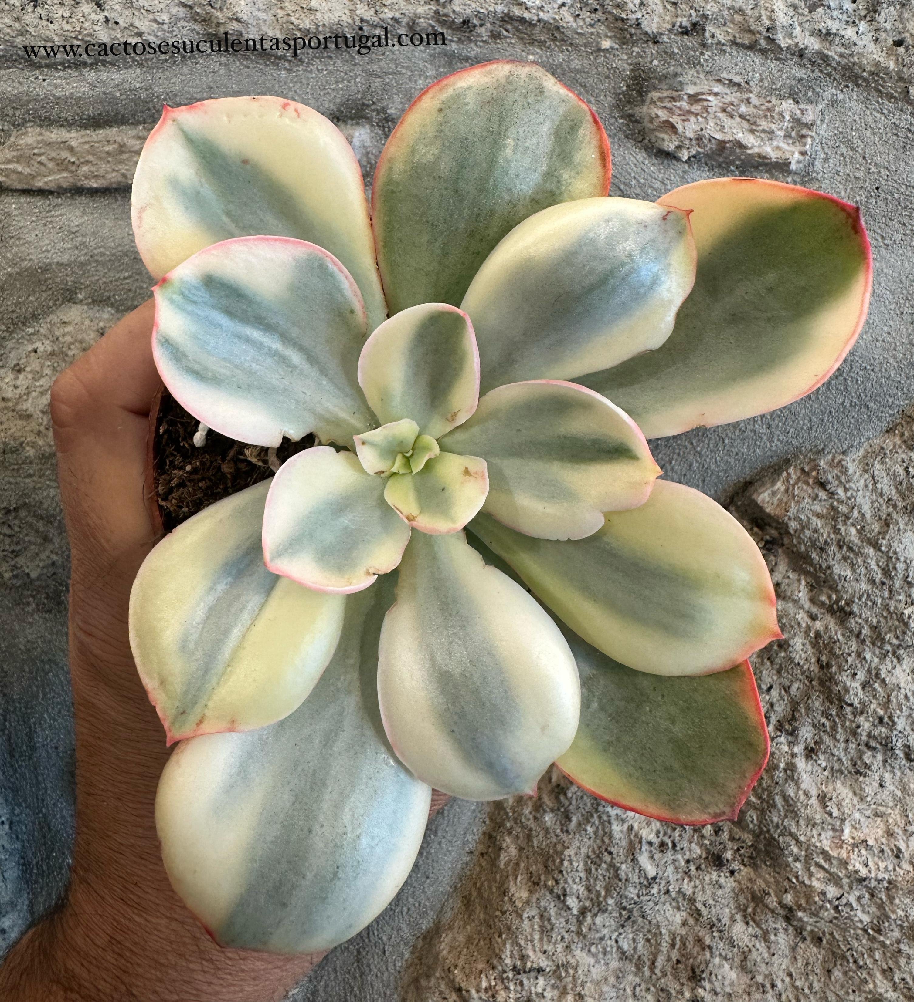 Echeveria Rose Rock Variegata