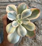 Echeveria Rose Rock Variegata