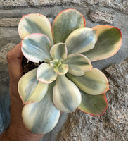 Echeveria Rose Rock Variegata