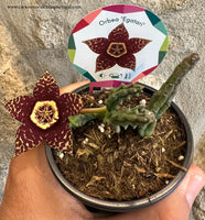 Orbea "Egatari"