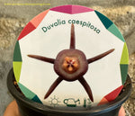 Duvalia caespitosa
