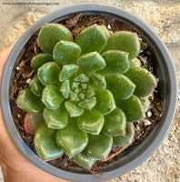 Echeveria Carol