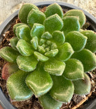 Echeveria Carol