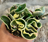 Hoya Carnosa compact Variegata
