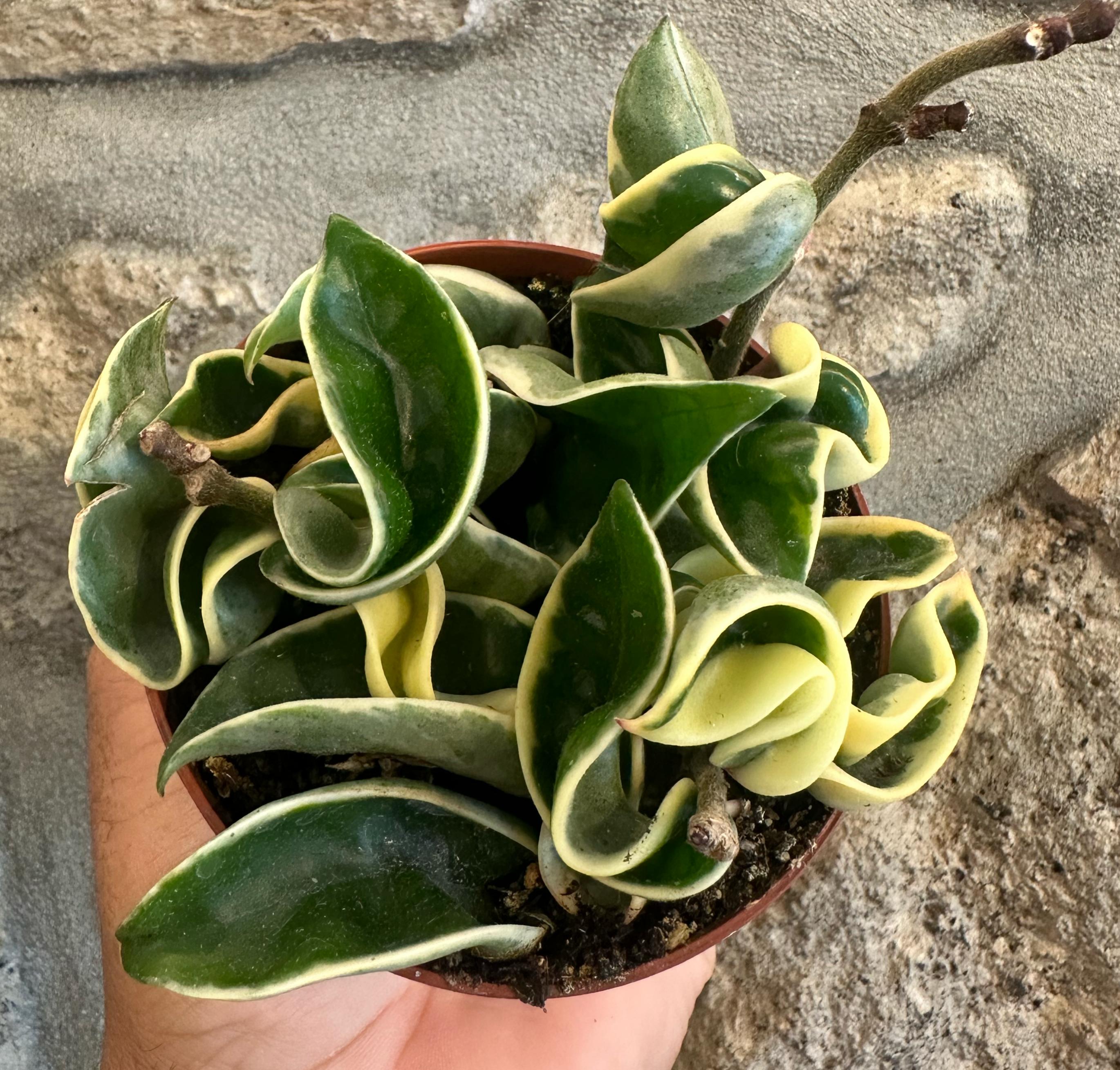 Hoya Carnosa compact Variegata