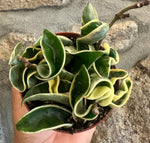 Hoya Carnosa compact Variegata
