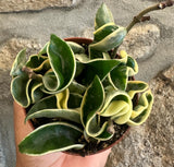 Hoya Carnosa compact Variegata