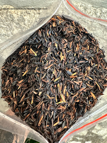 CASCA DE ARROZ CARBONIZADA