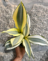 Sanseviera Trifasciata ‘Ghost’