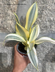 Sanseviera Trifasciata ‘Ghost’