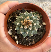 Turbinicarpus  Alonsoi