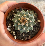 Turbinicarpus  Alonsoi