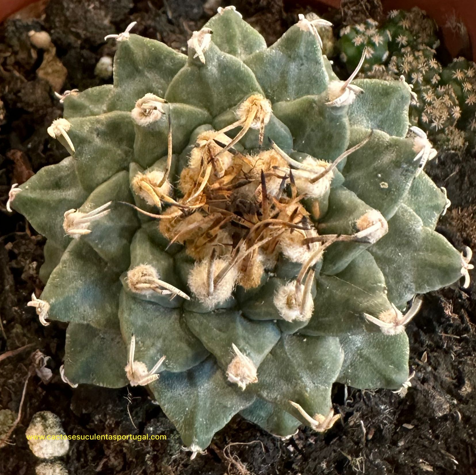 Turbinicarpus  Alonsoi