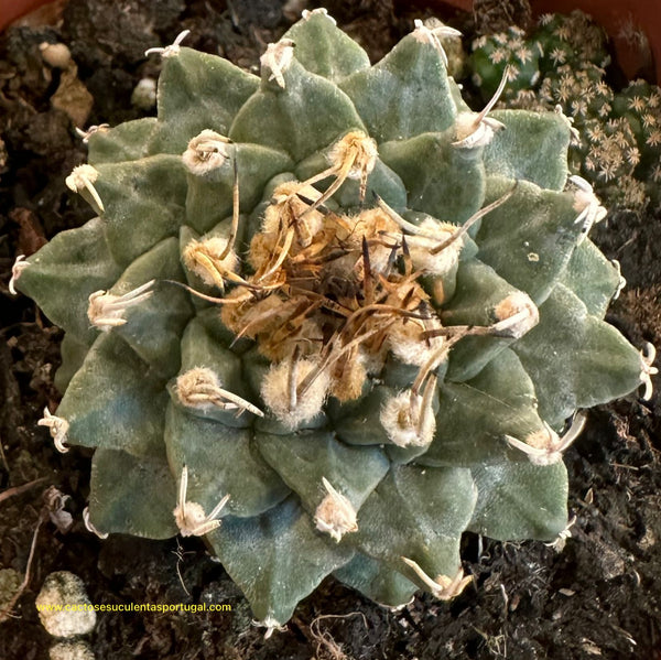 Turbinicarpus  Alonsoi