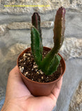 Stapelia Bergeriana