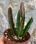 Stapelia Bergeriana