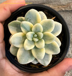 Sedum clavatum variegata