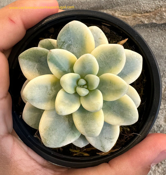 Sedum clavatum variegata