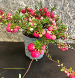 Pernettya Mucronata vaso 10 cm - Vermelho