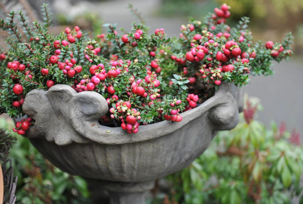 Pernettya Mucronata - Rosa