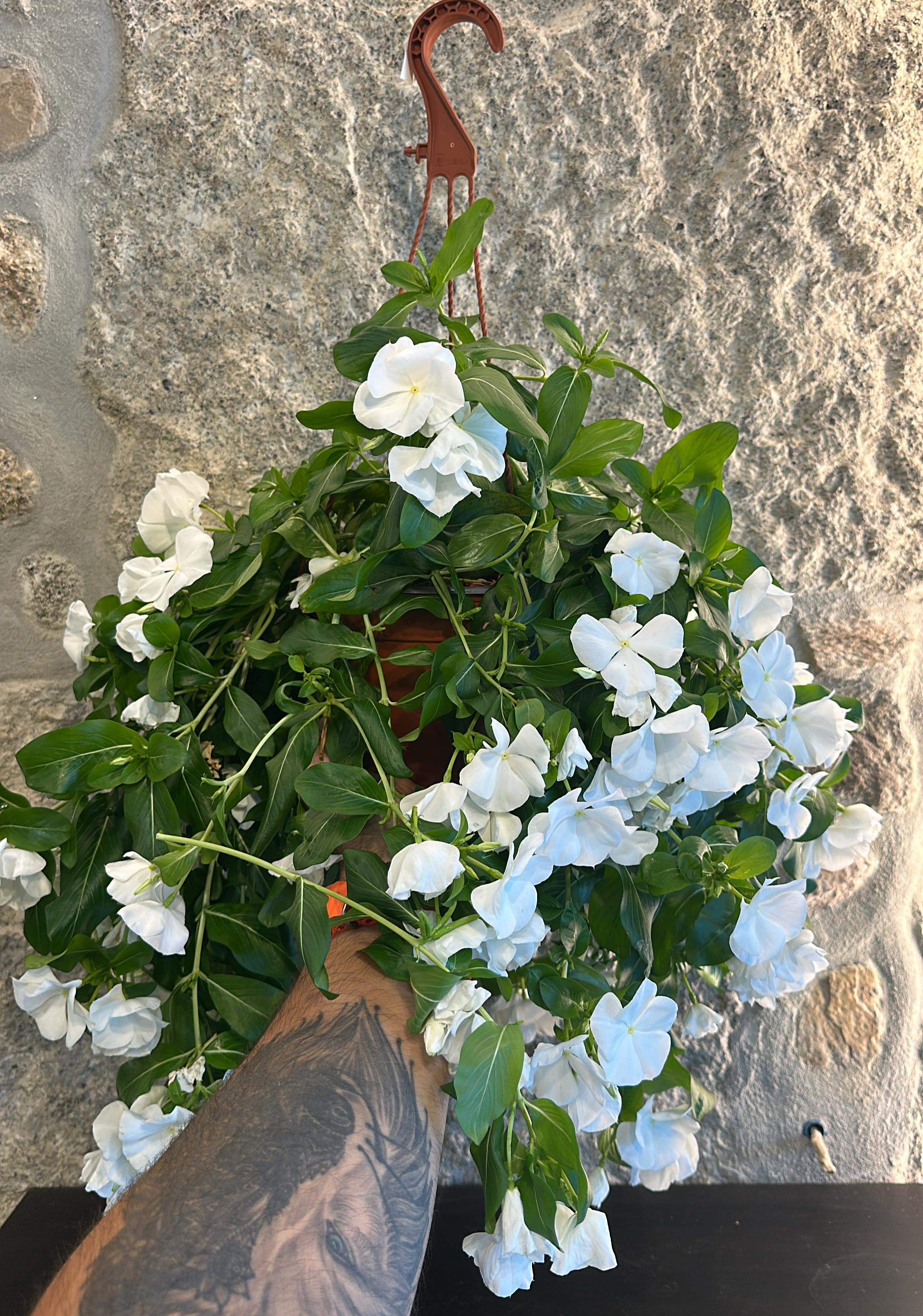 Vinca Pendente