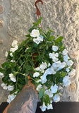 Vinca Pendente