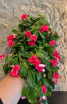 Vinca Pendente