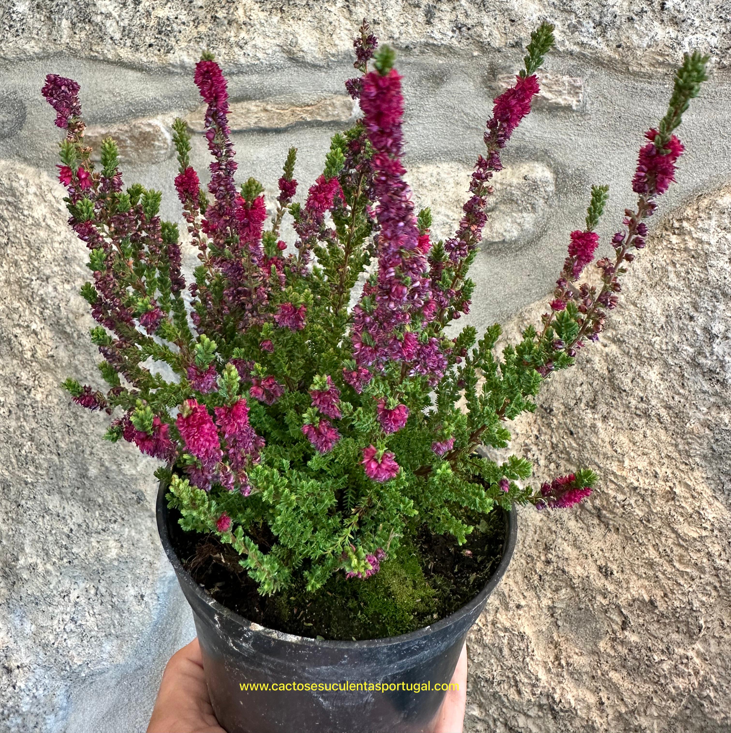 Calluna Vulgaris