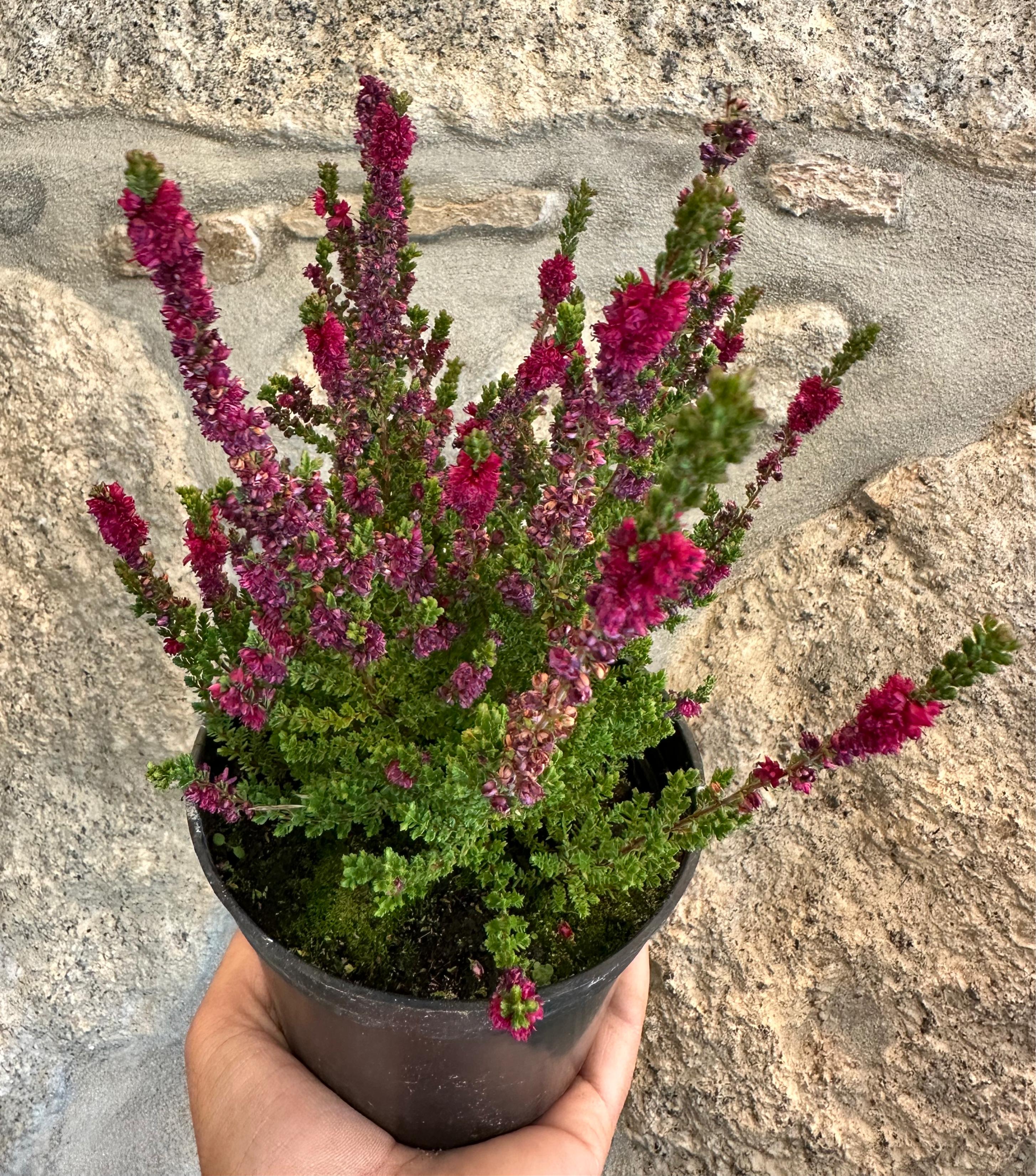 Calluna Vulgaris