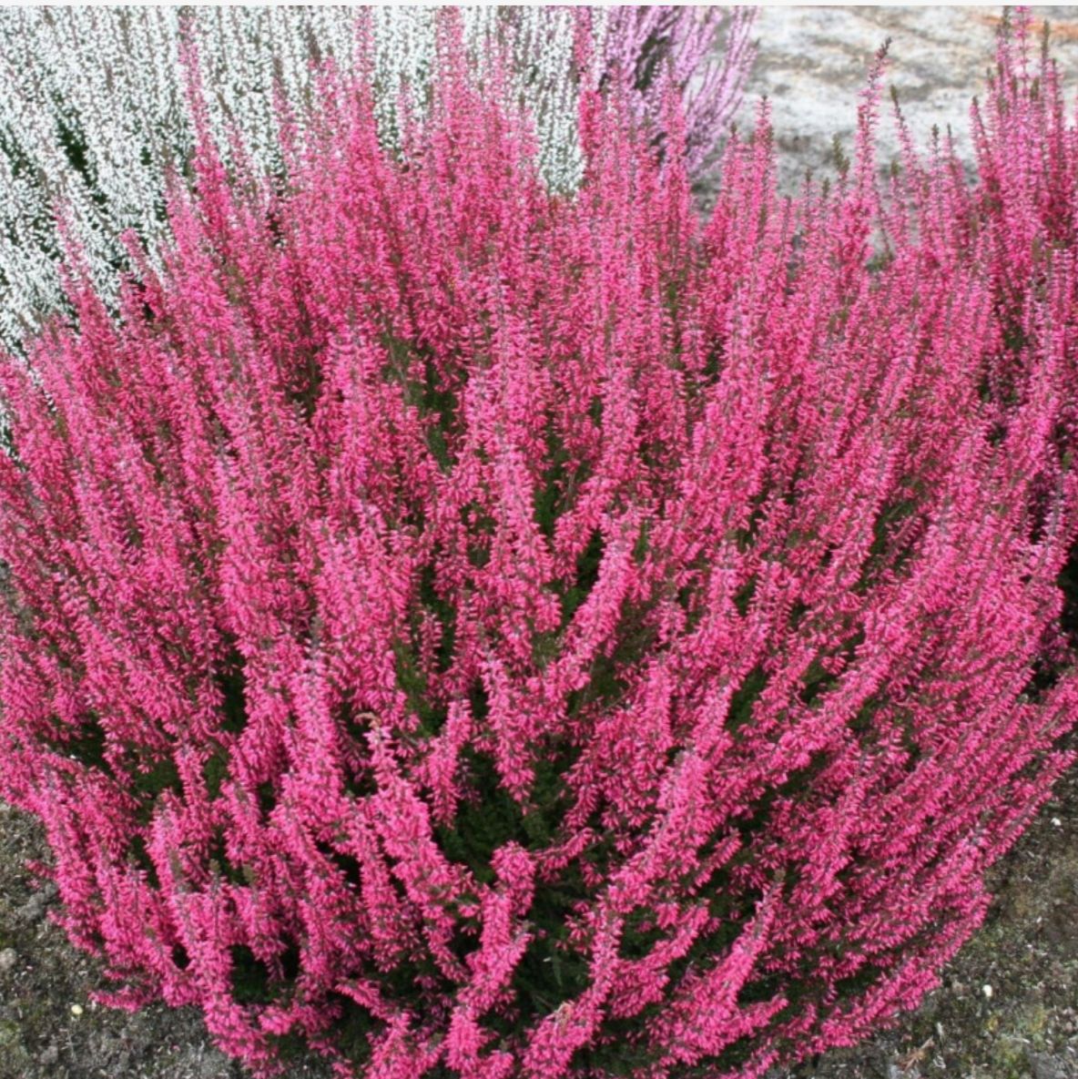 Calluna Vulgaris