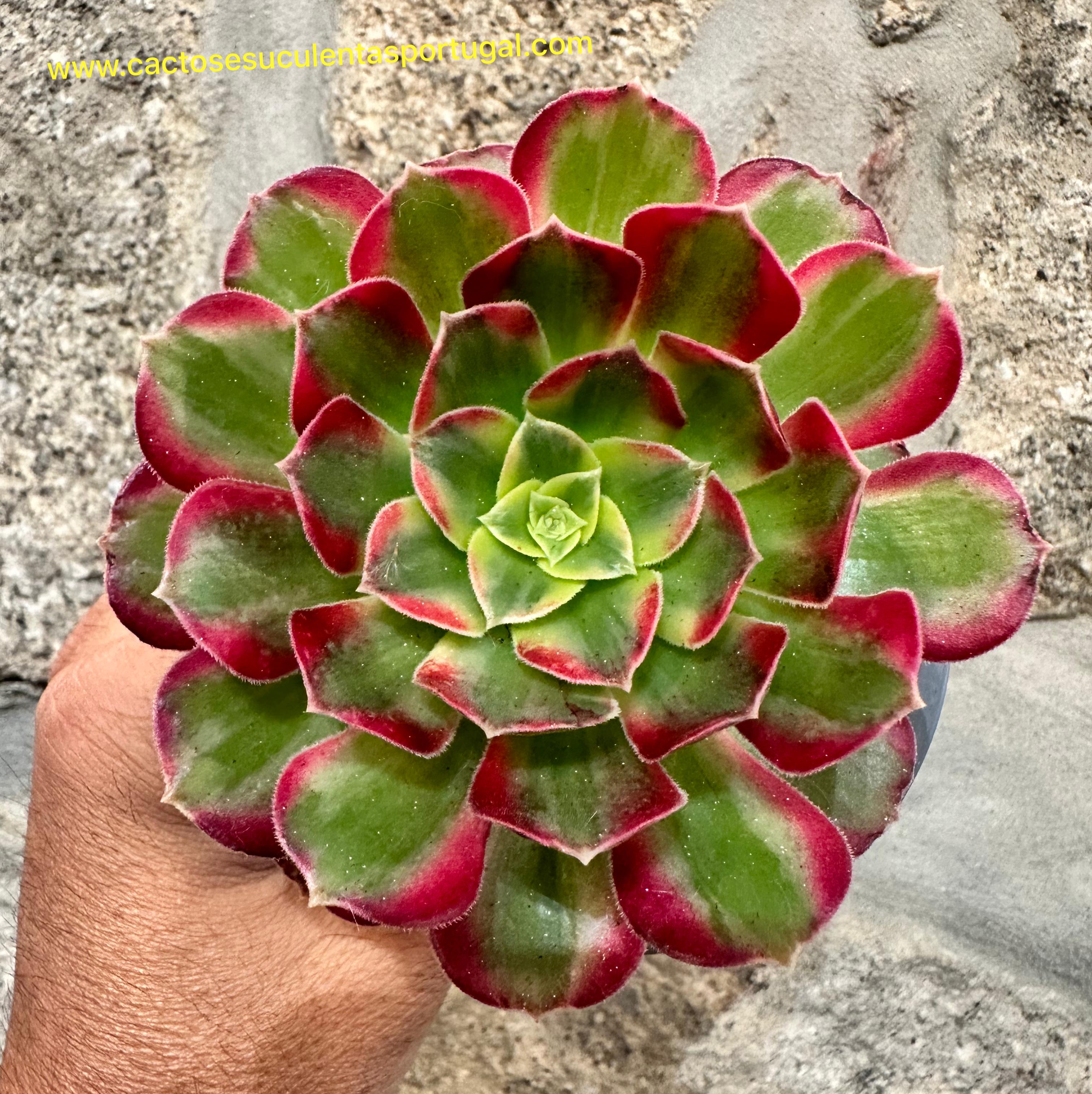 Aeonium Anna