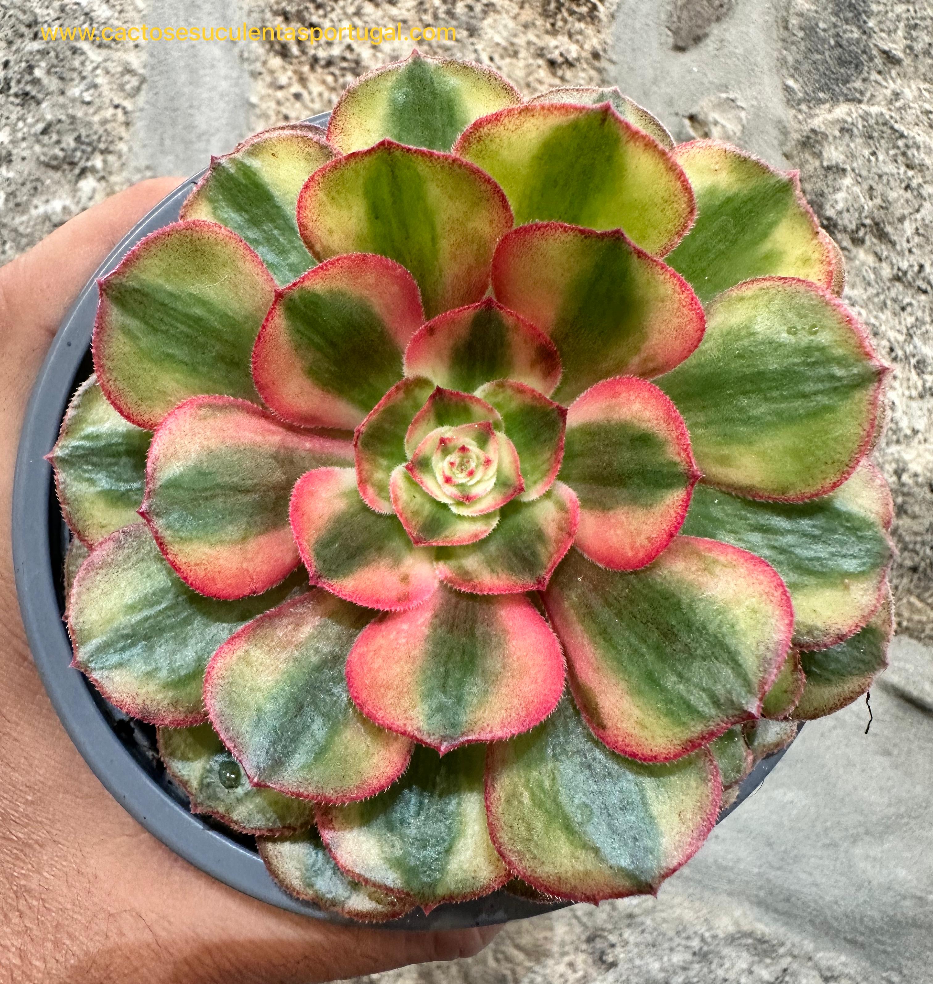 Aeonium Allure Fairy