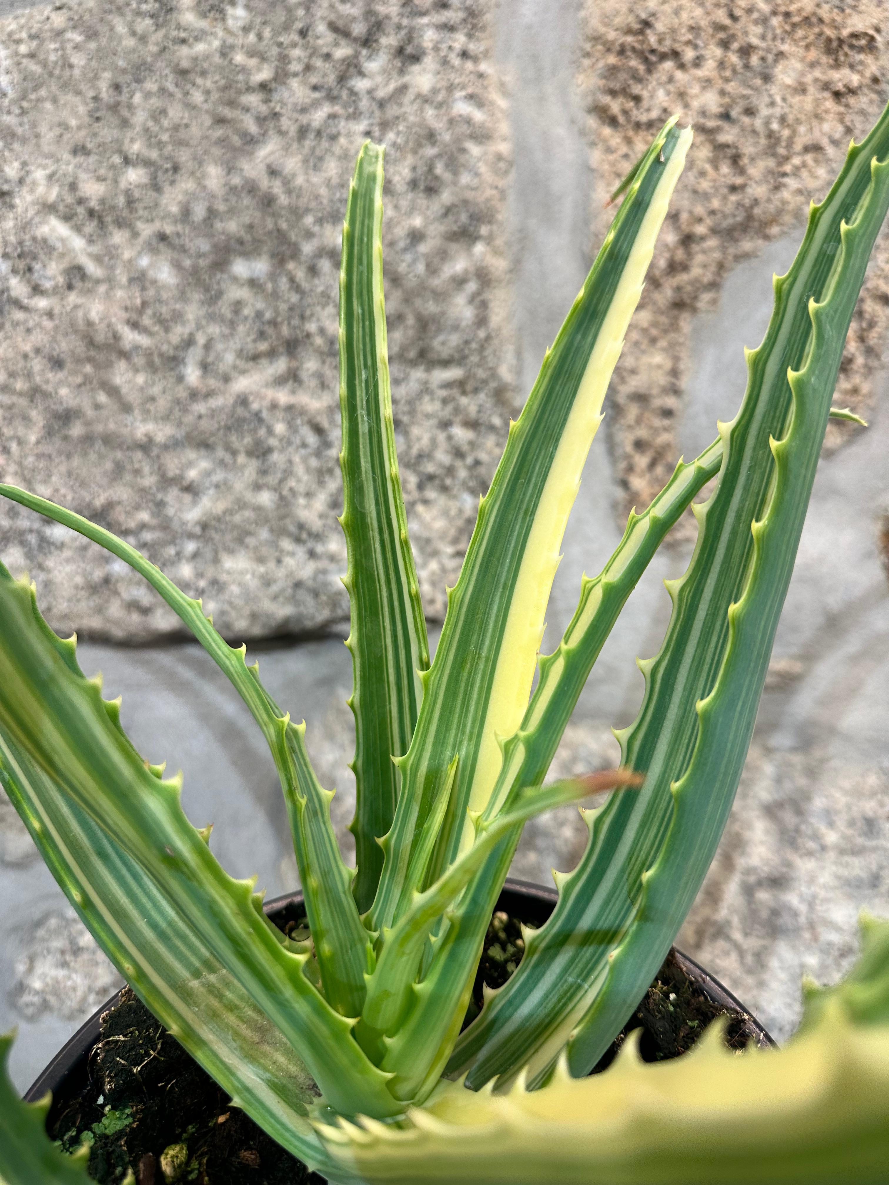 Aloe Arborescens Variegata