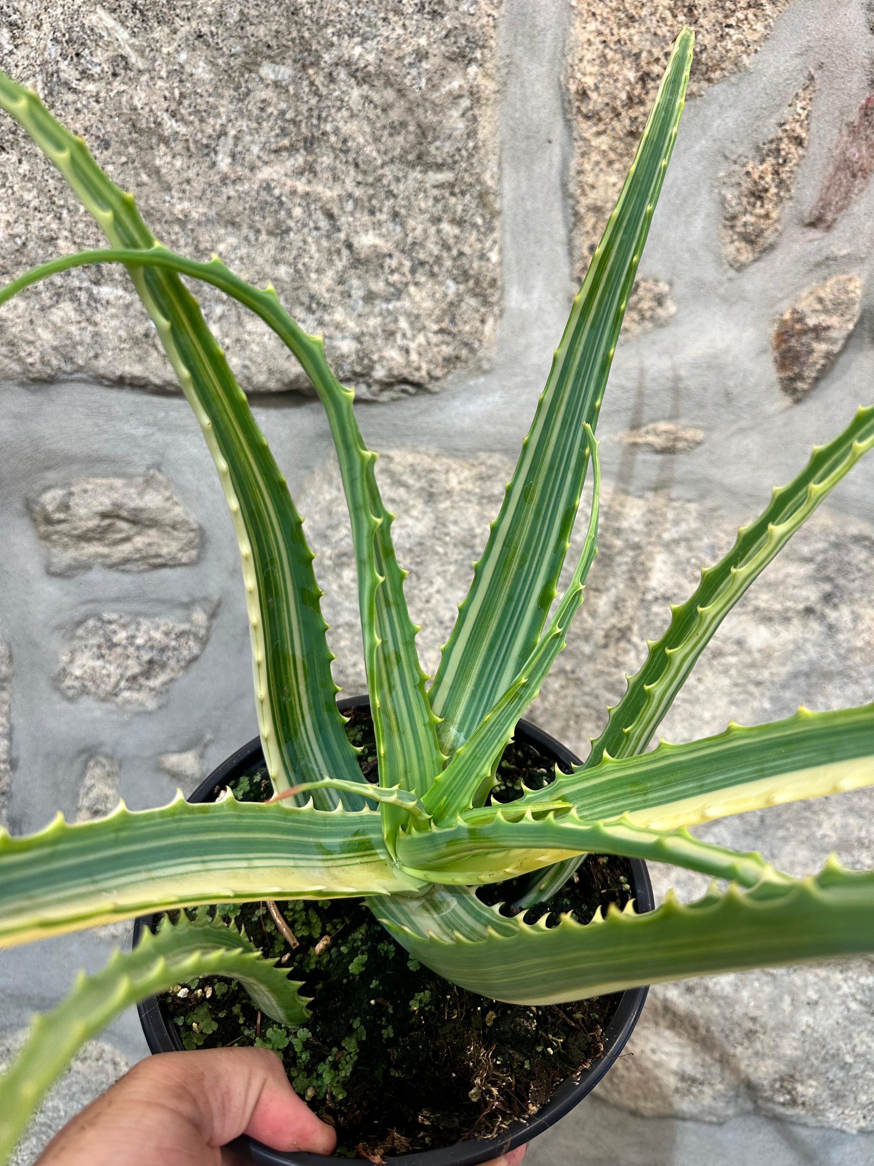 Aloe Arborescens Variegata