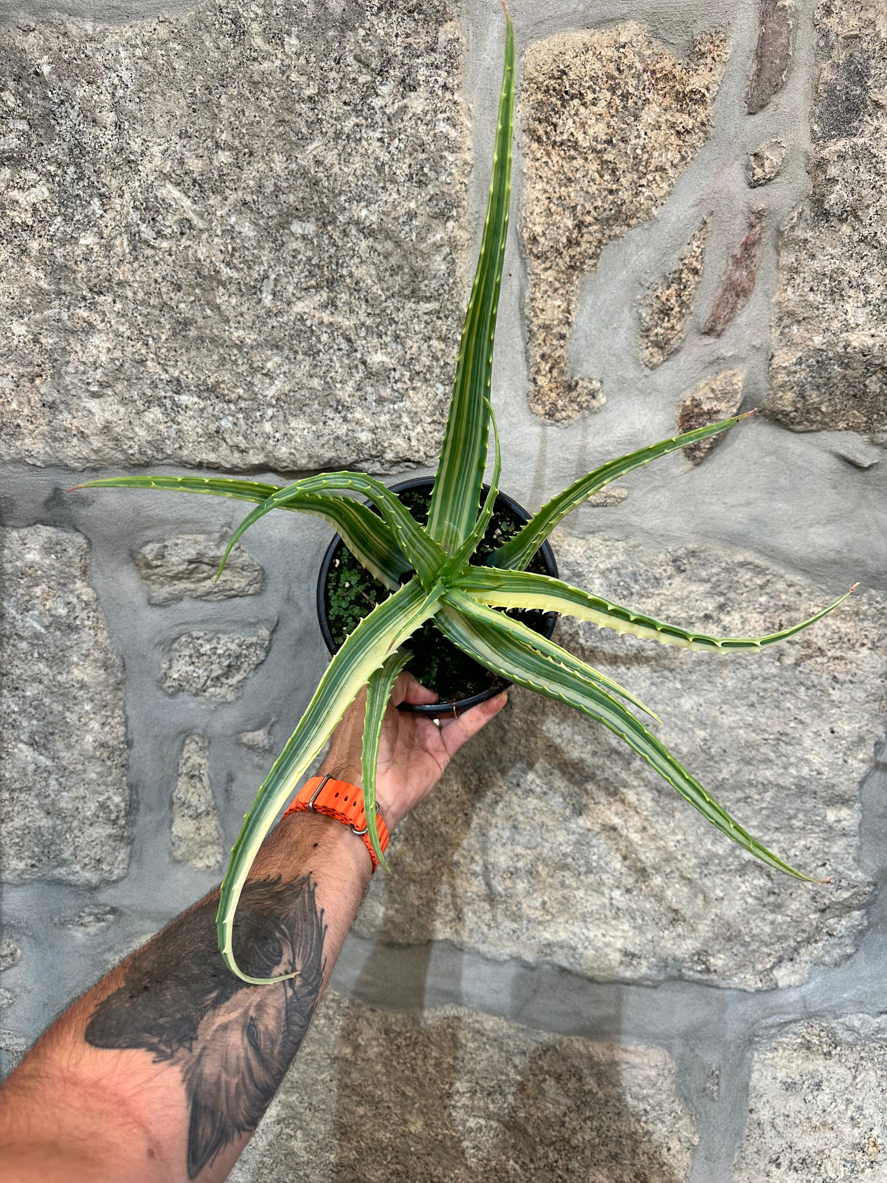 Aloe Arborescens Variegata