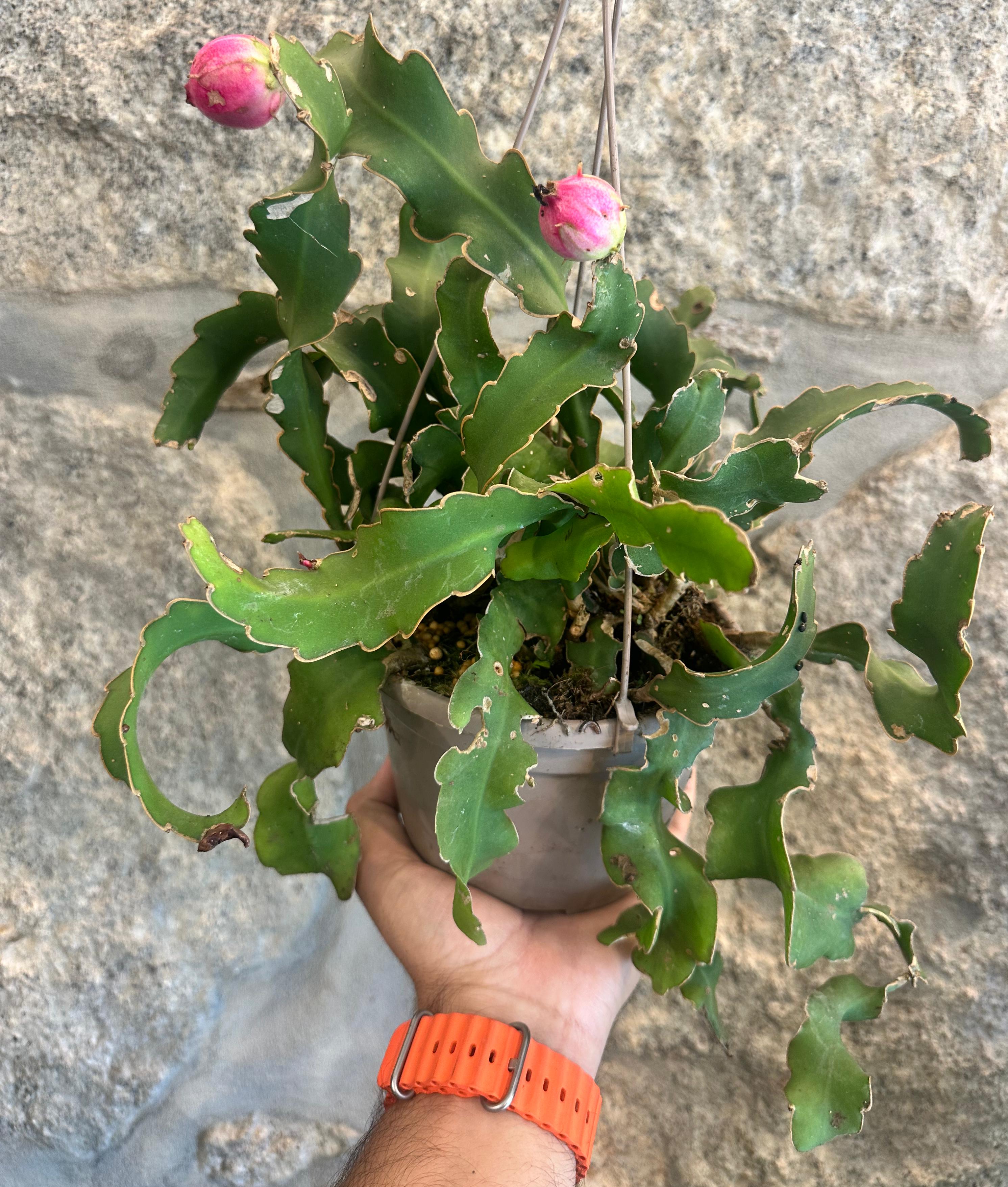 Epiphyllum Guatemaleco monstruoso