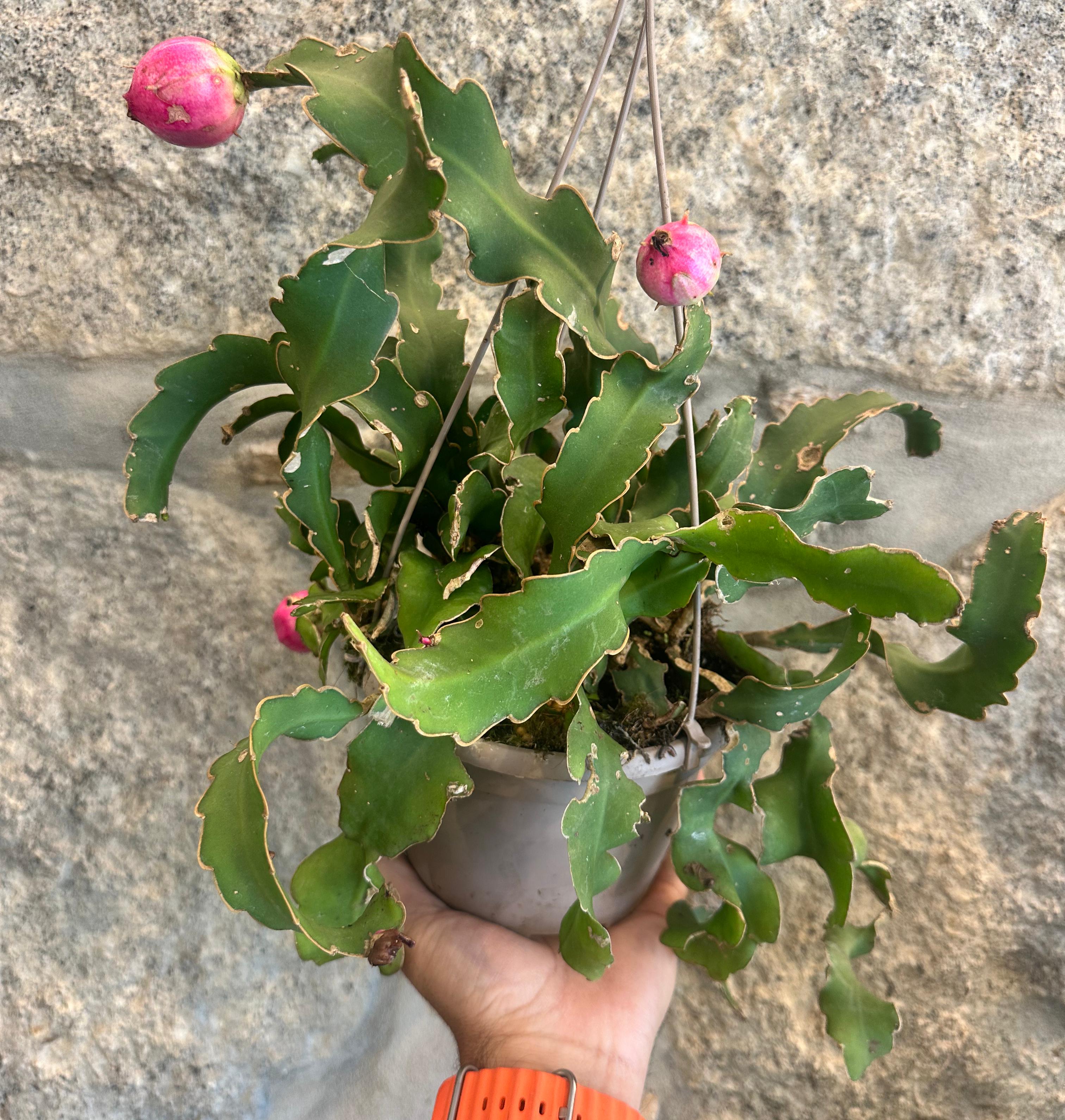 Epiphyllum Guatemaleco monstruoso