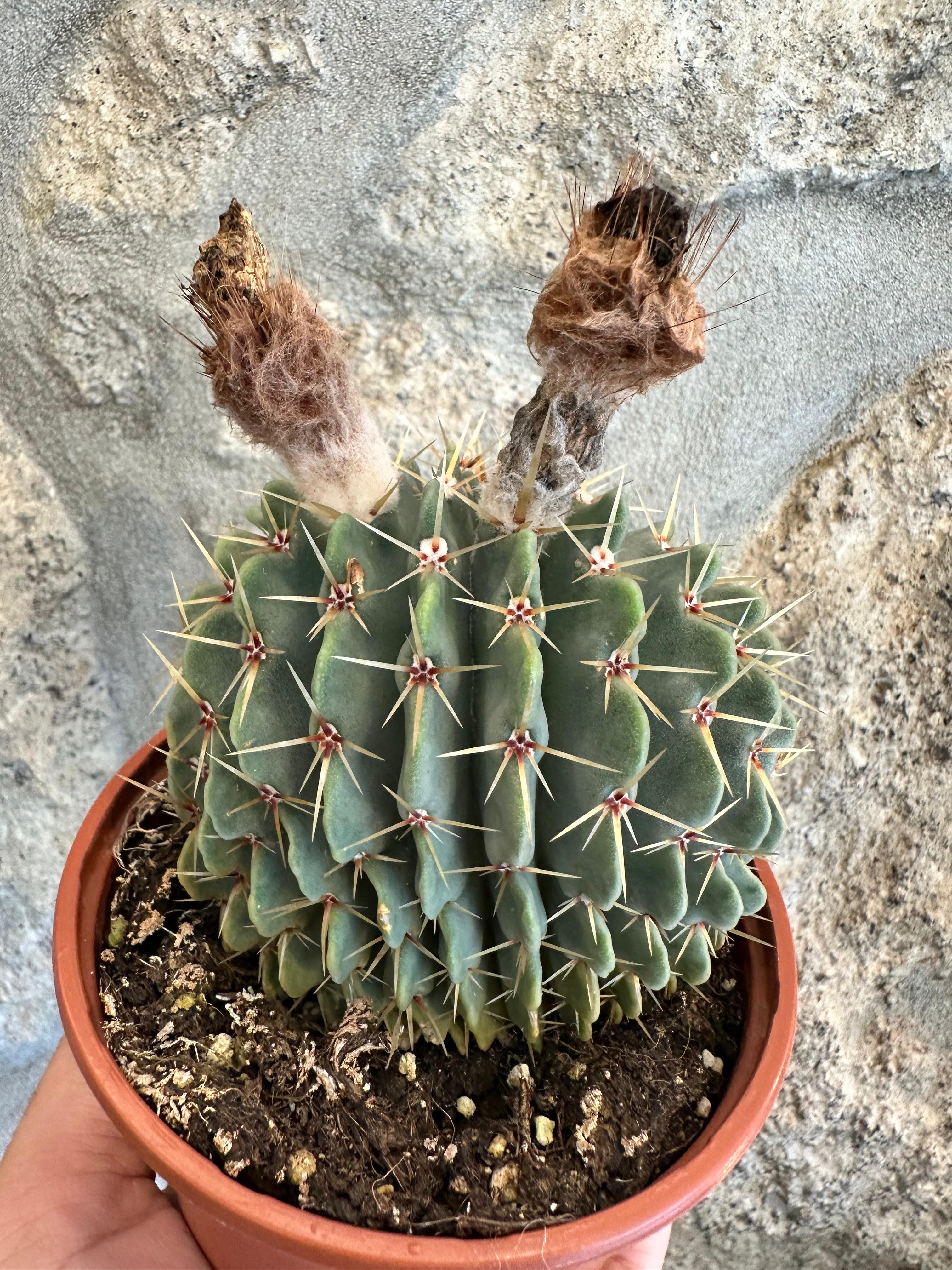 Notocactus buiningii FORMAS - UNICO