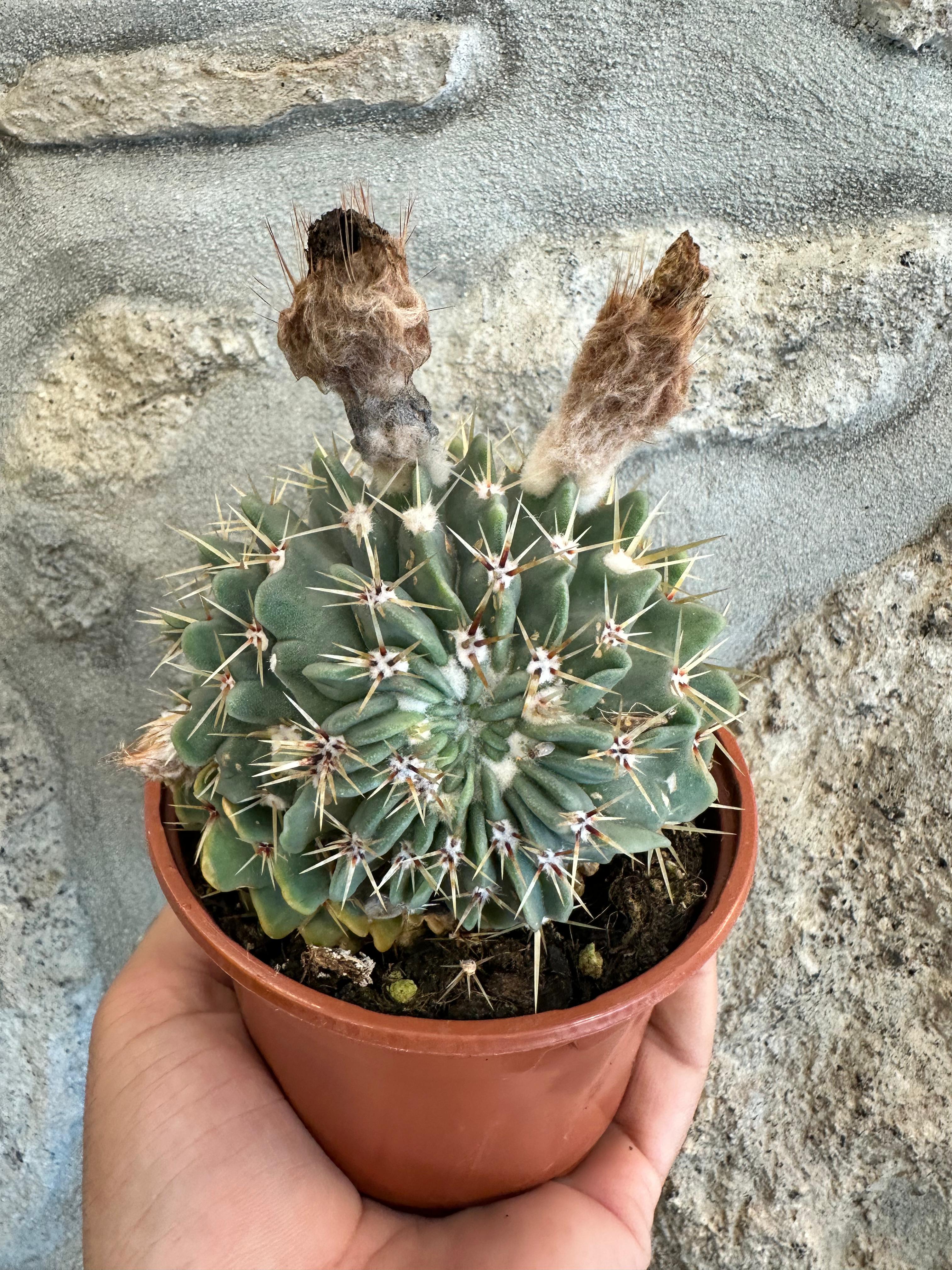 Notocactus buiningii FORMAS - UNICO