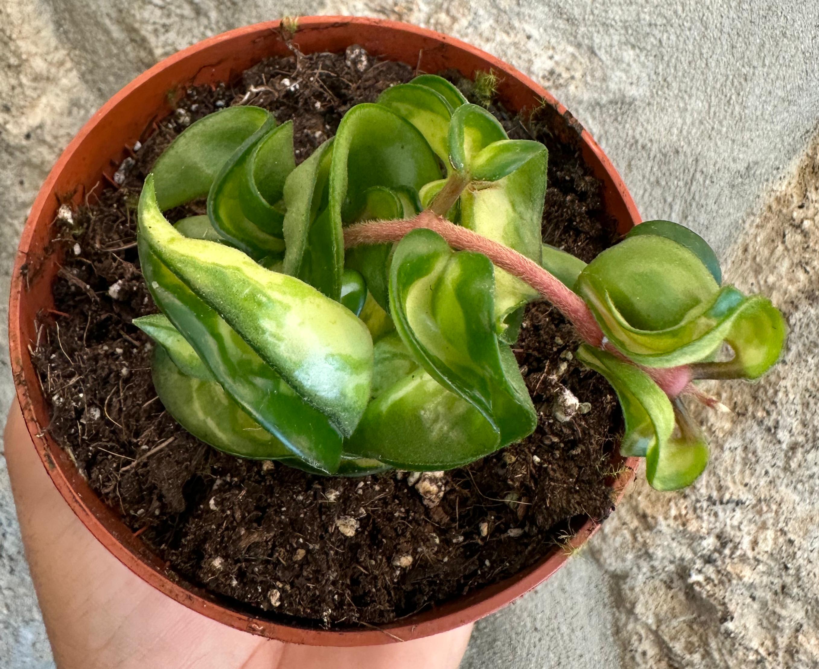 Hoya compacta variegata "mauna loa"