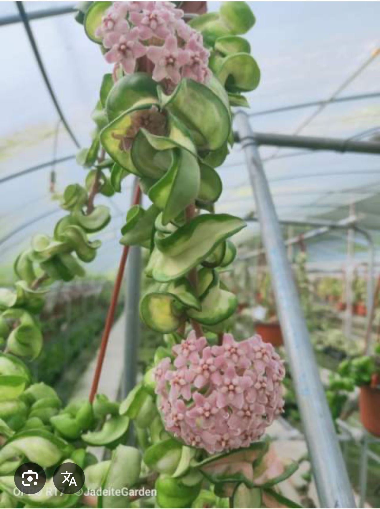 Hoya compacta variegata "mauna loa"