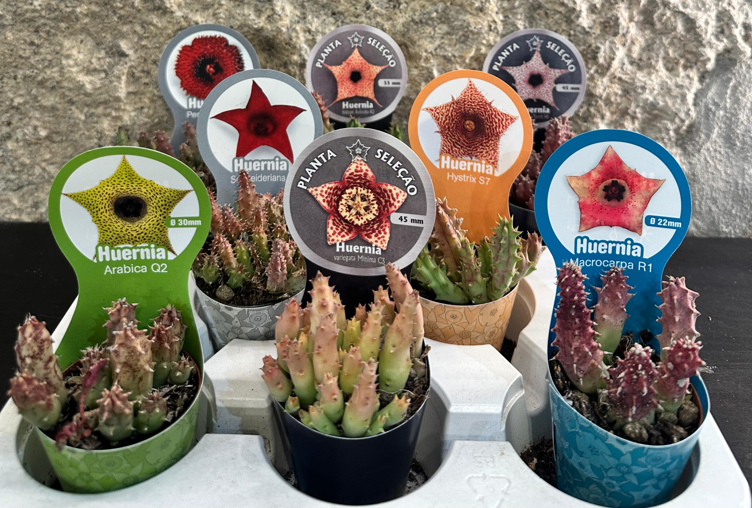 Seleção de 08 Huernia Mix